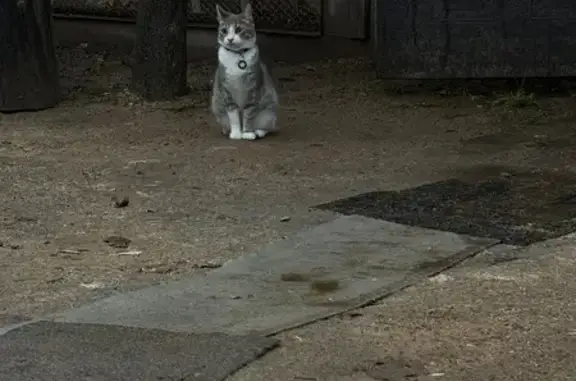 Пропала кошка, 6-я ул., Лесколовское СП