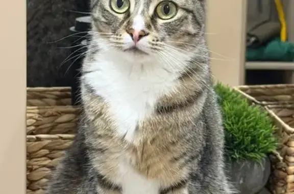 Пропала кошка ул. Катаева, 245, Ростов