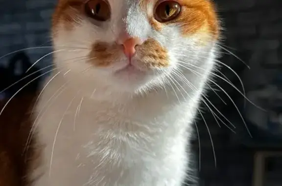 Пропала кошка, ул. Тимошенкова, 171