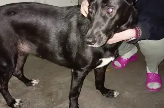 Пропала собака в Чехове, МО