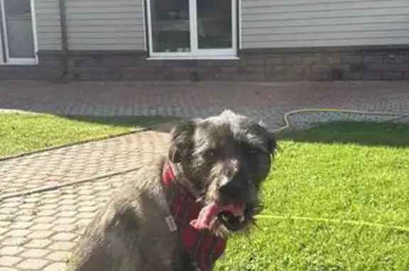 Пропала собака в Виллозском, Ленобласть