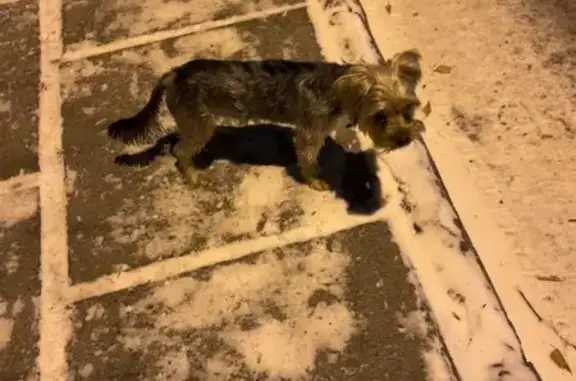 Найдена собака, Дивногорск, фото: Пёс найден на Чкалова 70, Дивногорск