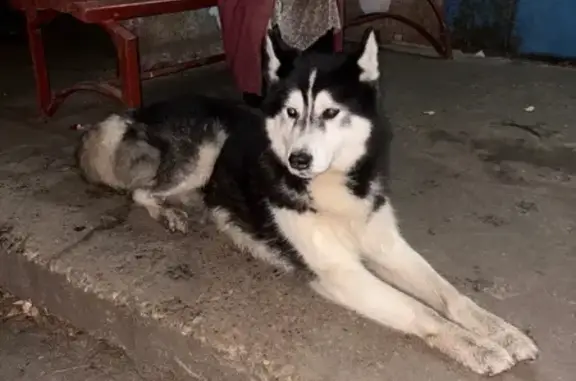 Найдена собака, Коломна, фото: Найдена собака, ул. Радонежская 51