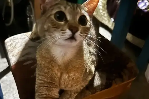 Пропала кошка НЕО, Одесская ул., Сочи