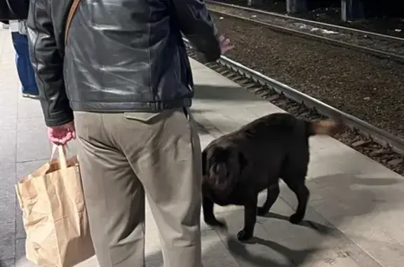 Найдена собака, Раменское, фото: Потерян пес на ст. метро Раменское, Высоковольтная