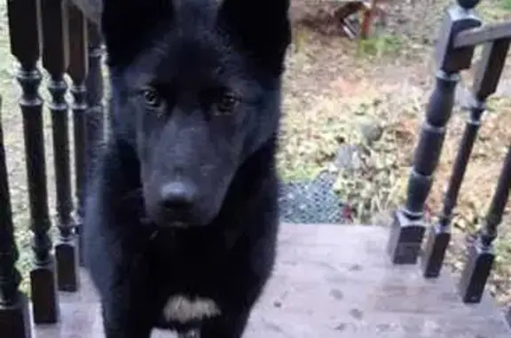 Найдена собака в Грузинском, Новгородская обл.