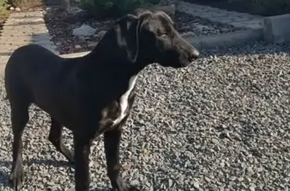 Найдена собака, городской округ Батайск, фото: Найдена собака, 18-я линия, Батайск