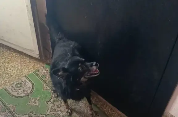 Найдена собака, Воронеж, фото: Собака найдена: ул. Вл. Невского, Воронеж