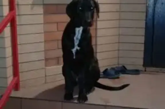 Найдена собака, городской округ Батайск, фото: Найдена собака, 18-я линия, Батайск