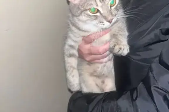 Найдена кошка, Пермь, фото: Кошка найдена, ул. Тургенева, 39, Пермь