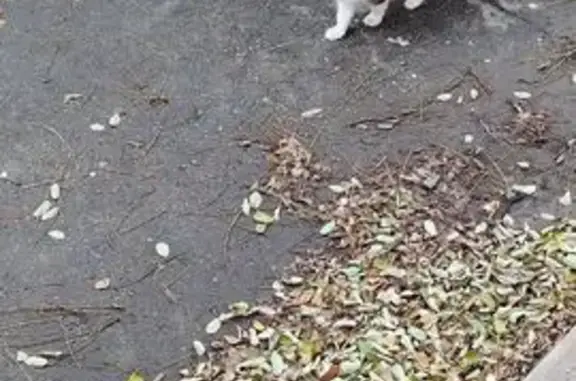 Найдена кошка, , фото: Кошка найдена: ул. Бородина, 13, Пенза