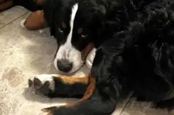 Собаки потеряшки, Екатеринбург, фото: Потеряшка собака, ул. МОПРа, 1Д, Екатеринбург