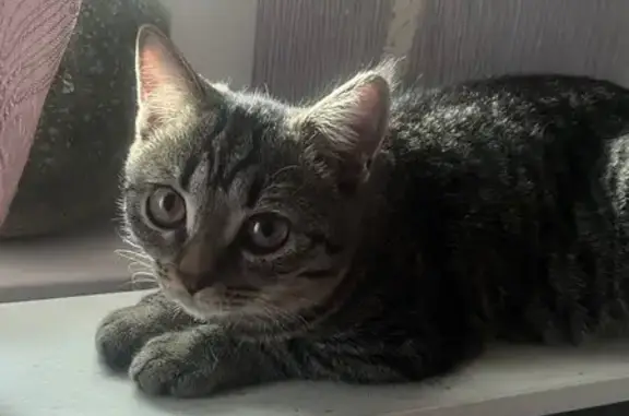 Пропала кошка, Слободская ул., 64