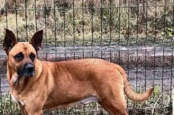 Найдена собака, , фото: Собака найдена, 71 Нажицы