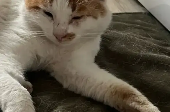 Кошка найдена: Радужная ул., 16, Чебоксары