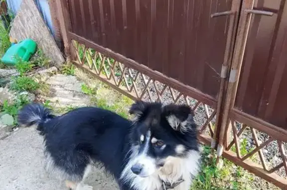 Пропала собака, Чехов, Моск. обл.