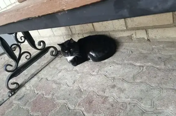 Найденные животные Ставрополь, фото: Кошка найдена, ул. Доваторцев 90/5