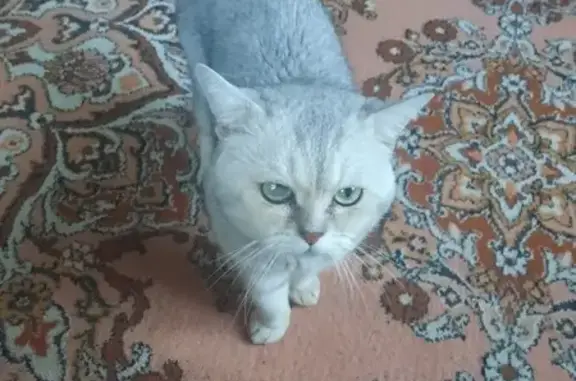 Найденные животные Первомайский, фото: Кошка найдена: Яснополянская ул., 1А