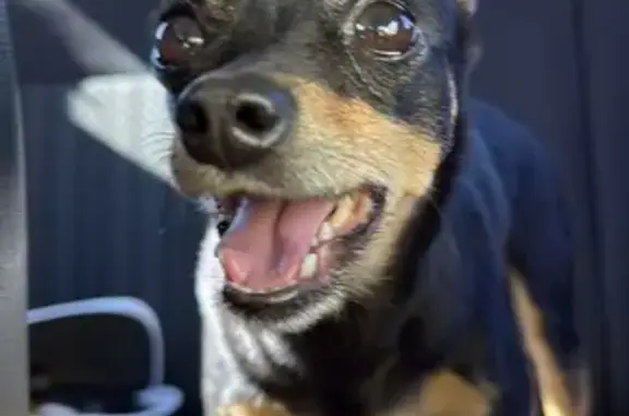 Пропала собака на ул. Чехова, 344, Таганрог