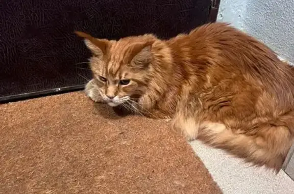 Найдена кошка на 2-й Радиаторской, 2