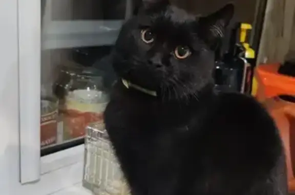 Найденные животные Серов, фото: Найдена кошка, ул. Каляева 57, Серов