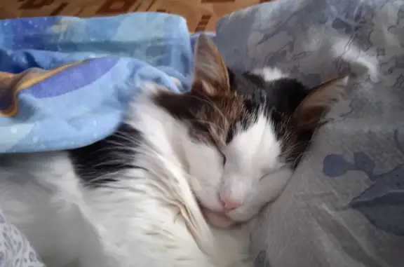 Пропала кошка, ул. Скрябина 21, Тольятти