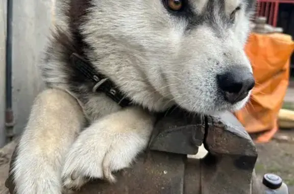 Собаки потеряшки, Тамбовская область, фото: Потеряшка собака, Тамбовская обл., лапа кривая