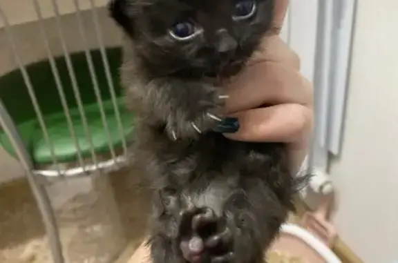 Найдена кошка, Пермь, фото: Кошка найдена: Братьев Игнатовых 2, Пермь