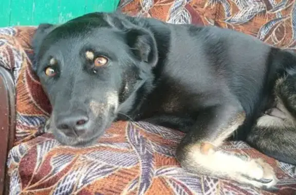 Собаки потеряшки, , фото: Потеряшка собака, Мишино, Владимирская обл.