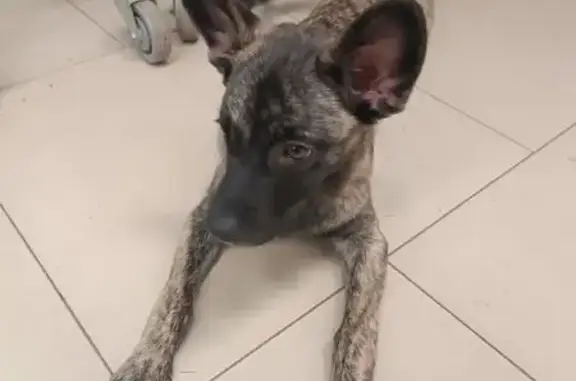 Найдена собака, Карабаново, фото: Найдена собака, Зеленая 15, Карабаново