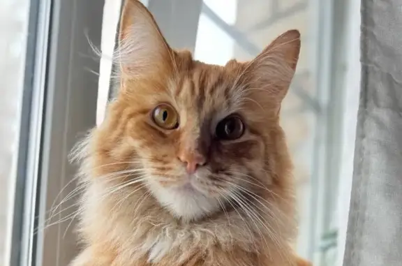 Найдена рыжая кошка, ул. Плеханова, Москва