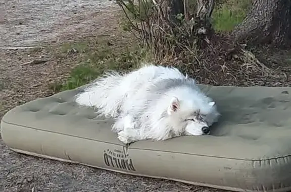 Пропала собака, Полярные Зори, Мурманск