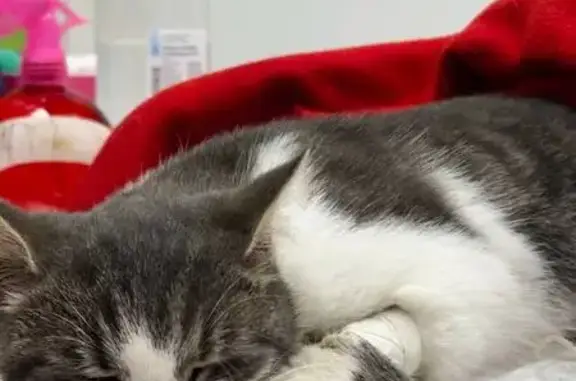 Найдена кошка, Пермь, фото: Найдена кошка, Пермь, ул. Старцева