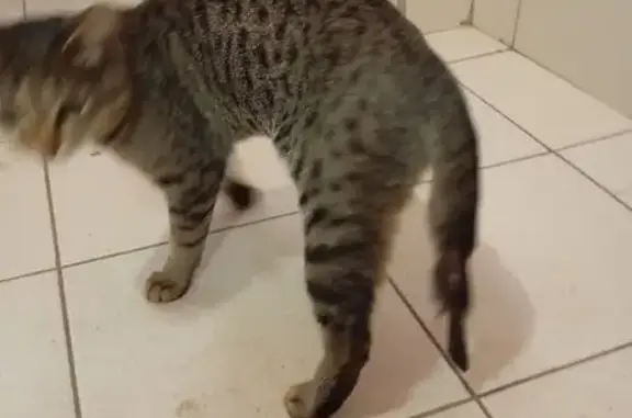 Найдена кошка, Йошкар-Ола, фото: Кошка найдена на Мира 70, Йошкар-Ола