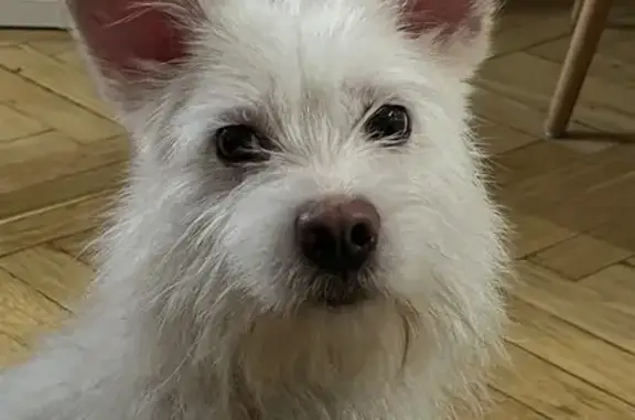 Найденные животные Гатчина, фото: Собака найдена на Подрядчикова 11, Гатчина