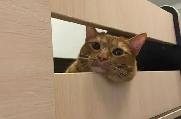 Пропала кошка, Восточная ул. 174, Екб