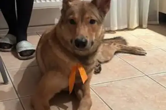 Найдена собака, Санкт-Петербург, фото: Собака найдена: Планерная 53к1, СПб