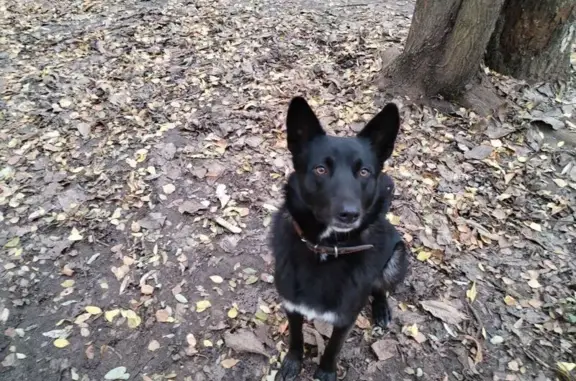 Найдена собака, Воронеж, фото: Собака найдена: Ушинского 2, Воронеж