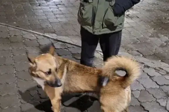 Найдена собака, Чебоксары, фото: Собака найдена, пр. Ленина, Чебоксары