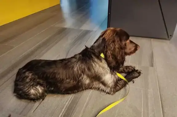 Найдена собака, Екатеринбург, фото: Спаниель найден: ул. Ломоносова, Екатеринбург