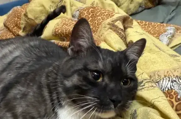 Найдена кошка, Долгопрудный, фото: Кошка найдена, Транспортный пр., с11