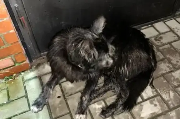 Потерян пёс, ул. Тунакова, Казань