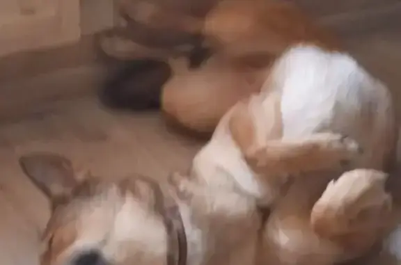 Собаки потеряшки, Санкт-Петербург, фото: Потеряшка собака, Камышовая ул., СПб