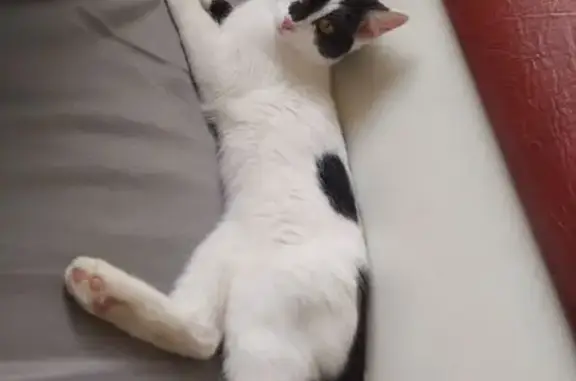 Пропала кошка на Чайковского, 83, Екб