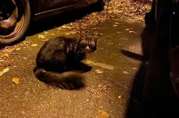 Найдена кошка, Балашиха, фото: Кошка найдена: Пионерская 19к2, Балашиха