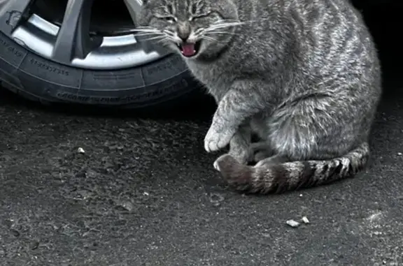 Найдена кошка, , фото: Кошка найдена у Магнита, Свердлова 30