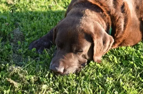 Пропала собака, Череповец, Вологда