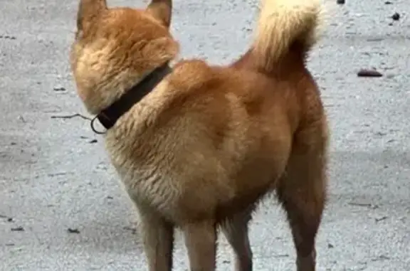 Найдена собака, Зеленогорск, фото: Собака найдена в Ушково, Минская 5