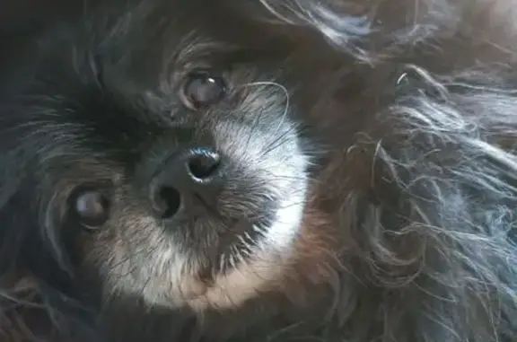 Собаки потеряшки, Челябинск, фото: Потеряшка собака на ул. Косарева, 8, Челябинск