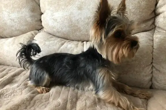 Собаки потеряшки, Тула, фото: Потеряшка собака, Епифанское шоссе, Тула